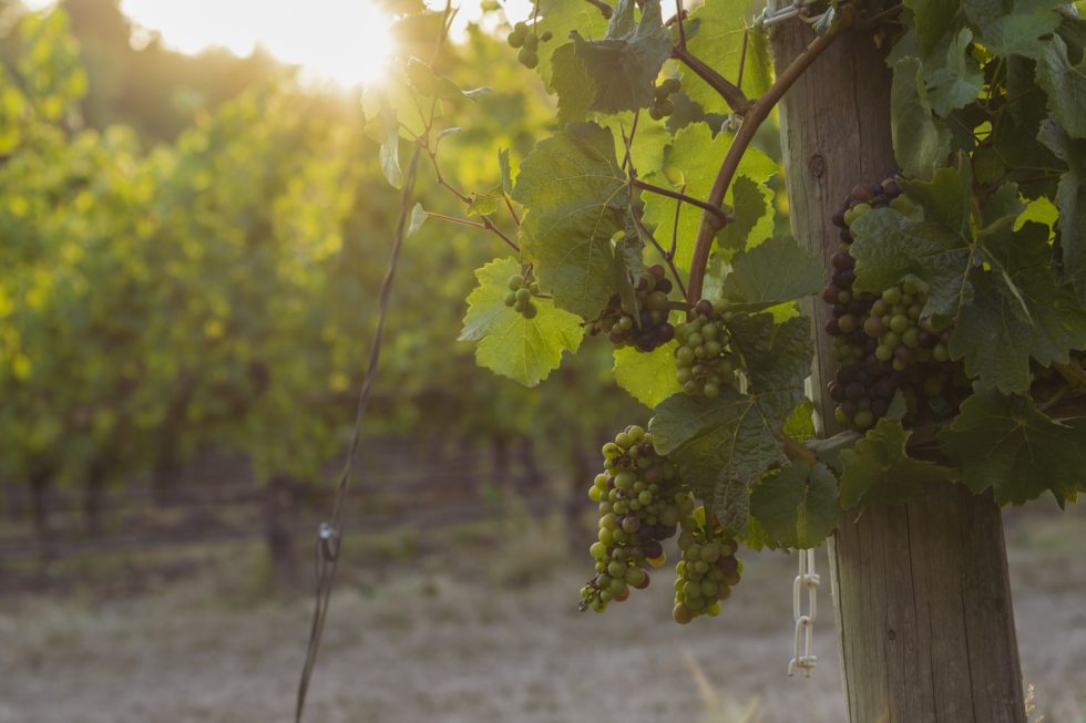 Oregon's Willamette ValleyThe Basics The Wine Bohemian